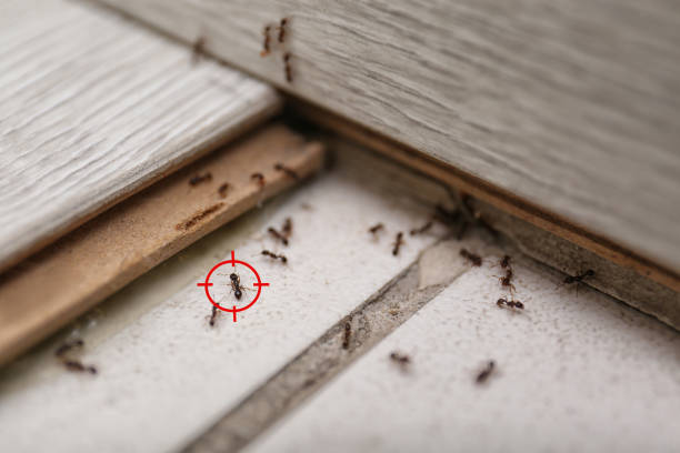 Best Flea Control Services  in Doraville, GA